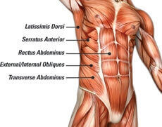 What is CORE in human body