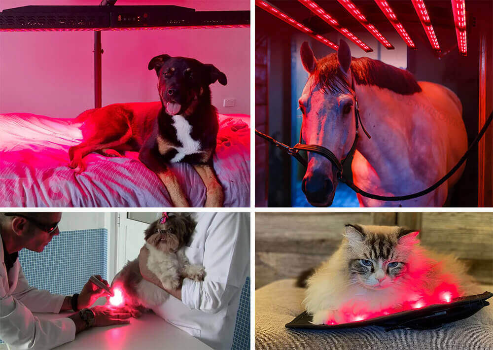is red light therapy safe for kids and dogs?